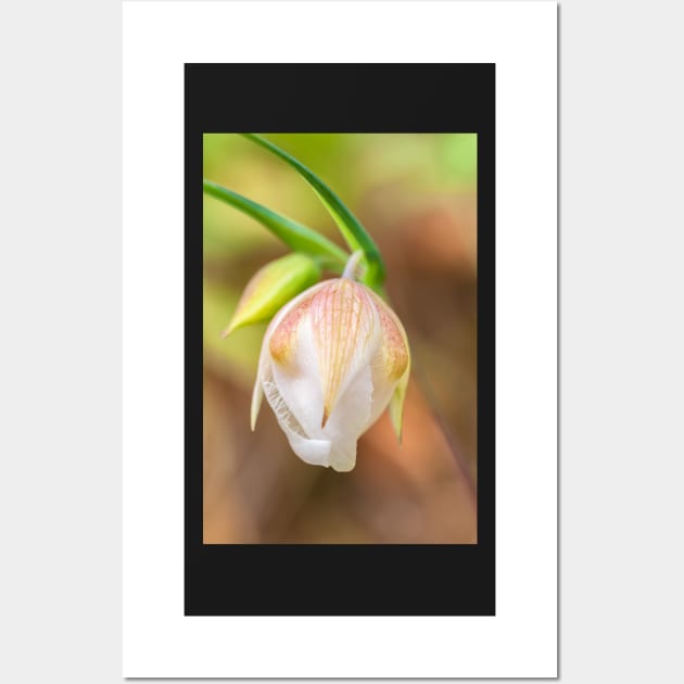 Globe Lily Wall Art by jvnimages